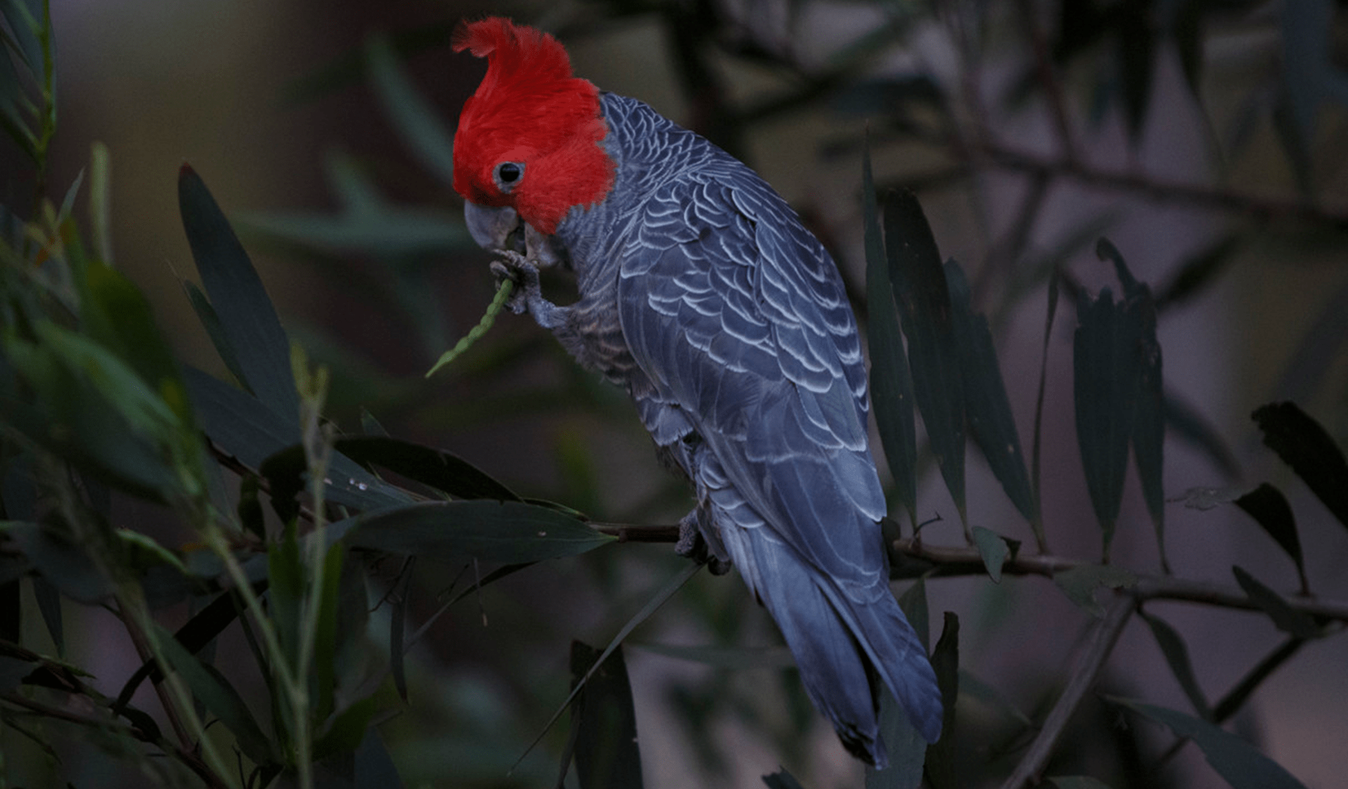 A Gang Gang Cockatoo in a tree