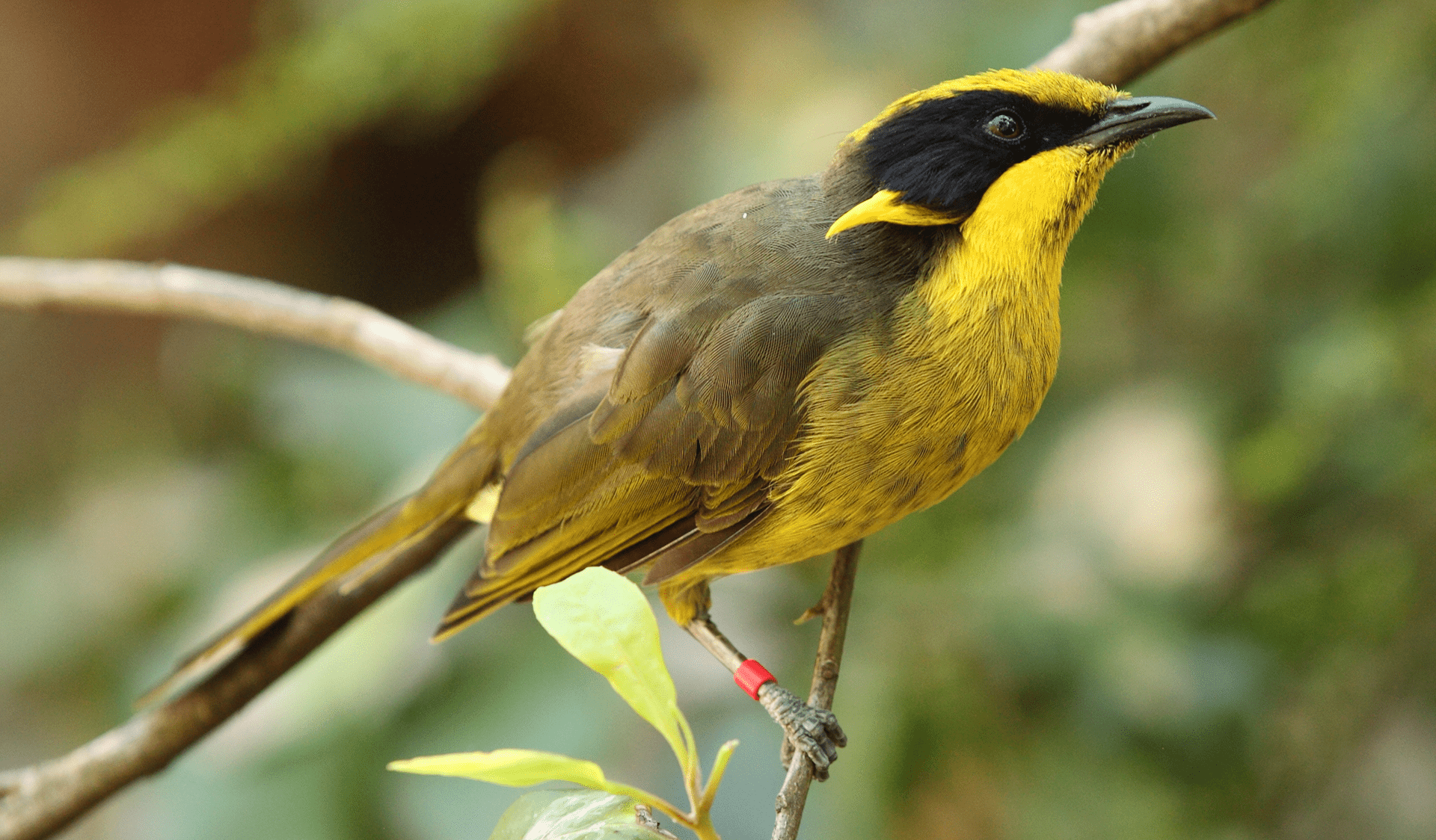 A Helmeted Honeyeater on a brand