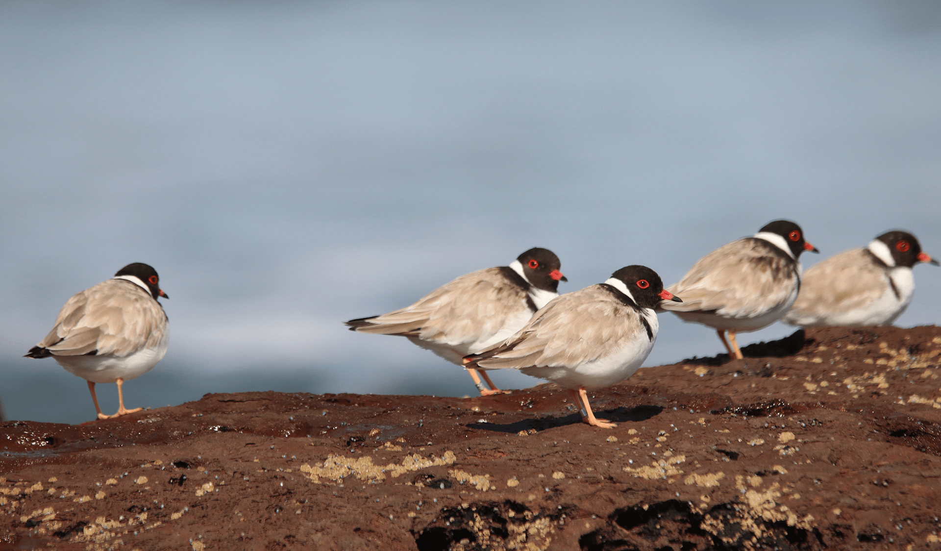 Hooded Plovers on a rock