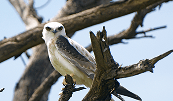 A kite perched on a brach