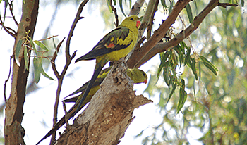 A parrot on a branch in Kings Billabong Park