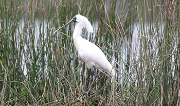 A spoonbill in the wetlands