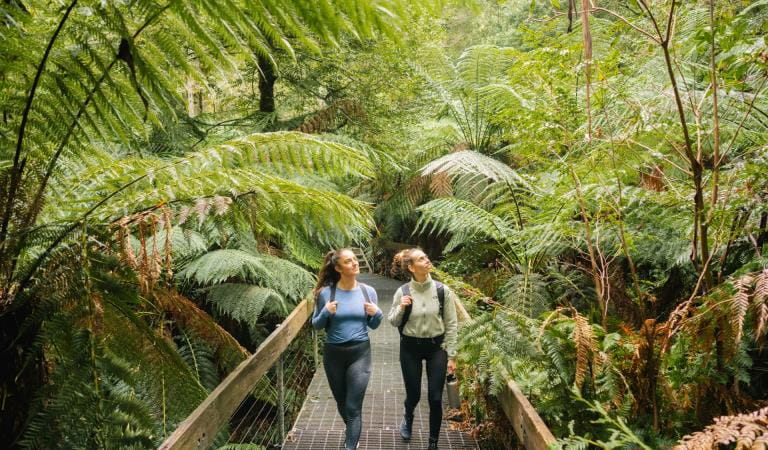 Two friends walking along the Rainforest Gallery trail in the Yarra Ranges National Parkl
