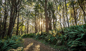 Sunlight coming through the trees in the forest of Macedon Regional Park