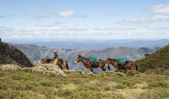 Horse riding in Alpine National Park with the Bogong High Plains in the background