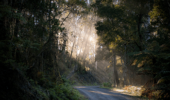 Sunlight streams through the trees over a road winding through Great Otway National Park