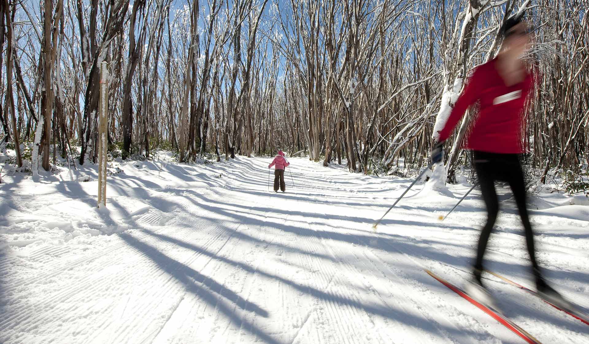 An experienced cross-country skier skis past a small child learning to ski on a maintained path.