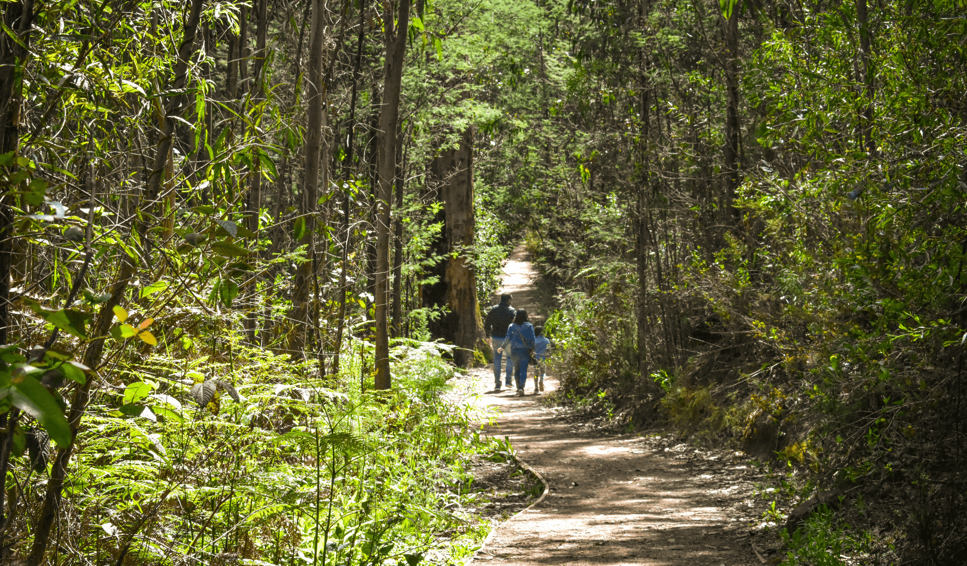 Family walking along path in Kinglake National Park