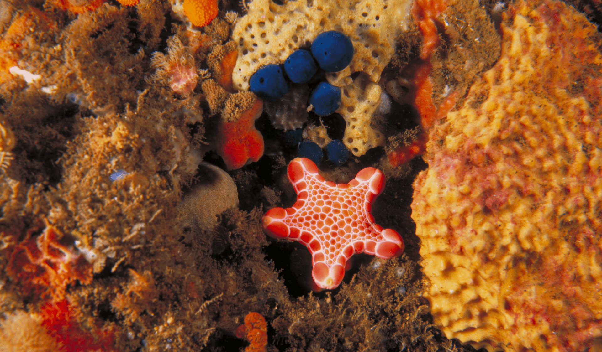 Marine life in Point Addis Marine National Park.