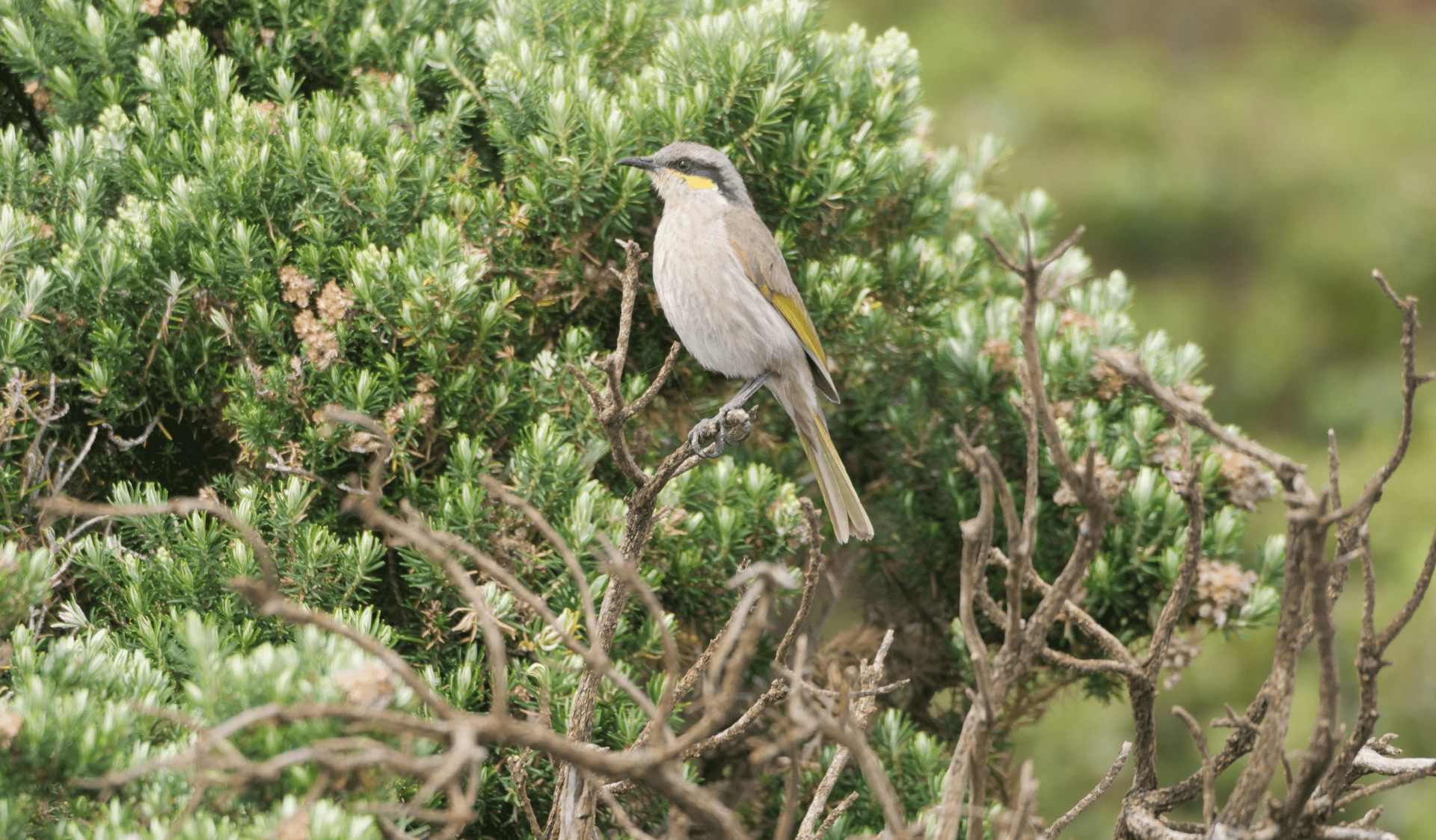 Singing Honeyeater at Bay of Islands Coastal Park.