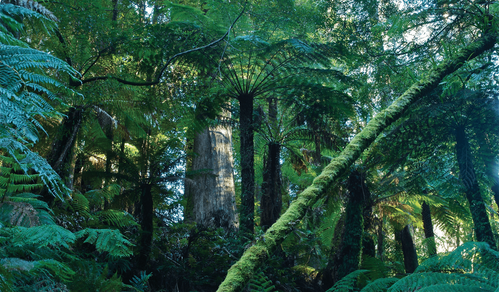 Tarra-Bulga National Park