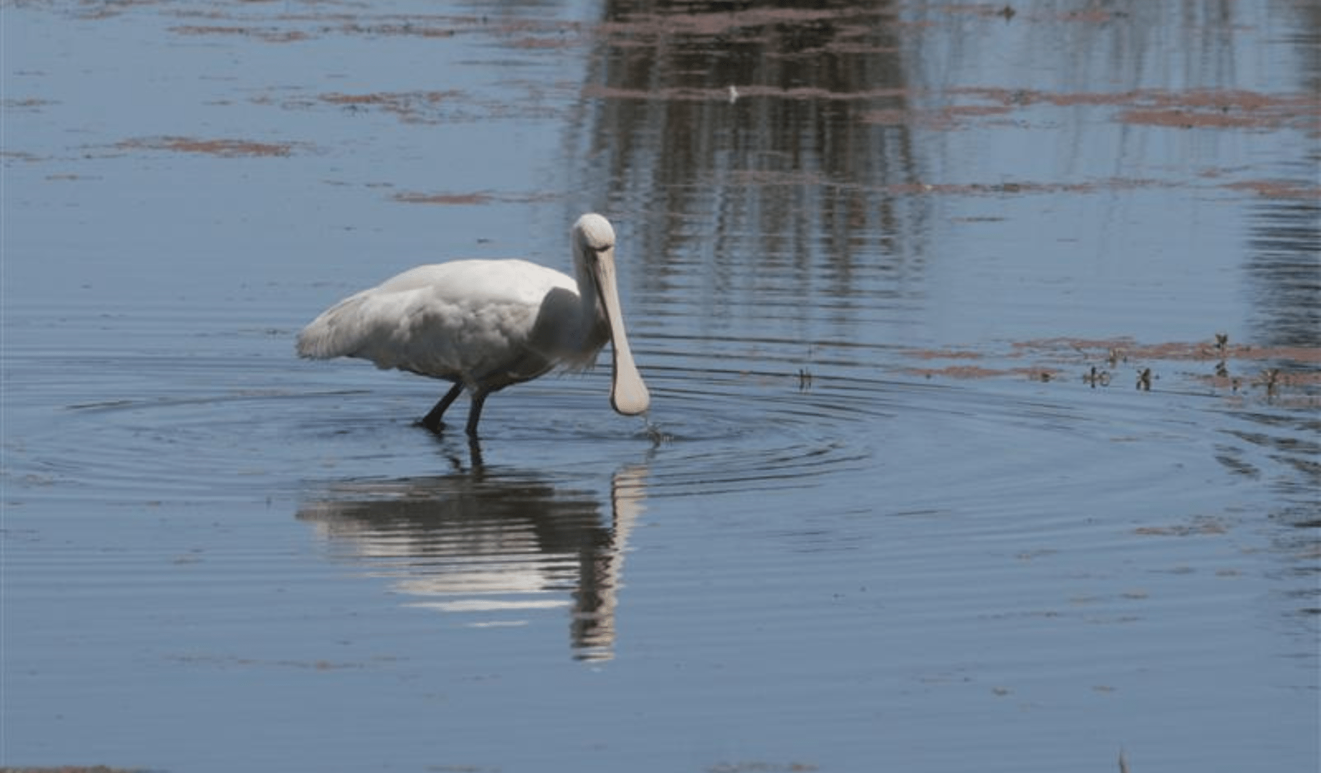 Yellow Spoonbill at Morang Wetlands, Plenty Gorge Parklands