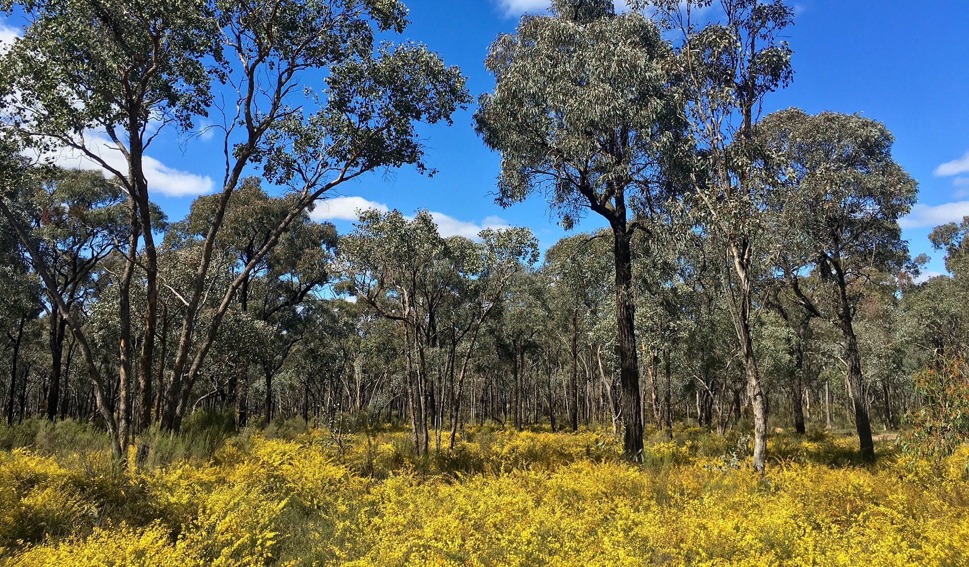Wildflowers at Wildflower Drive, Greater Bendigo National Park