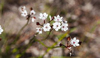 Close up image of white flowers with a blurred background