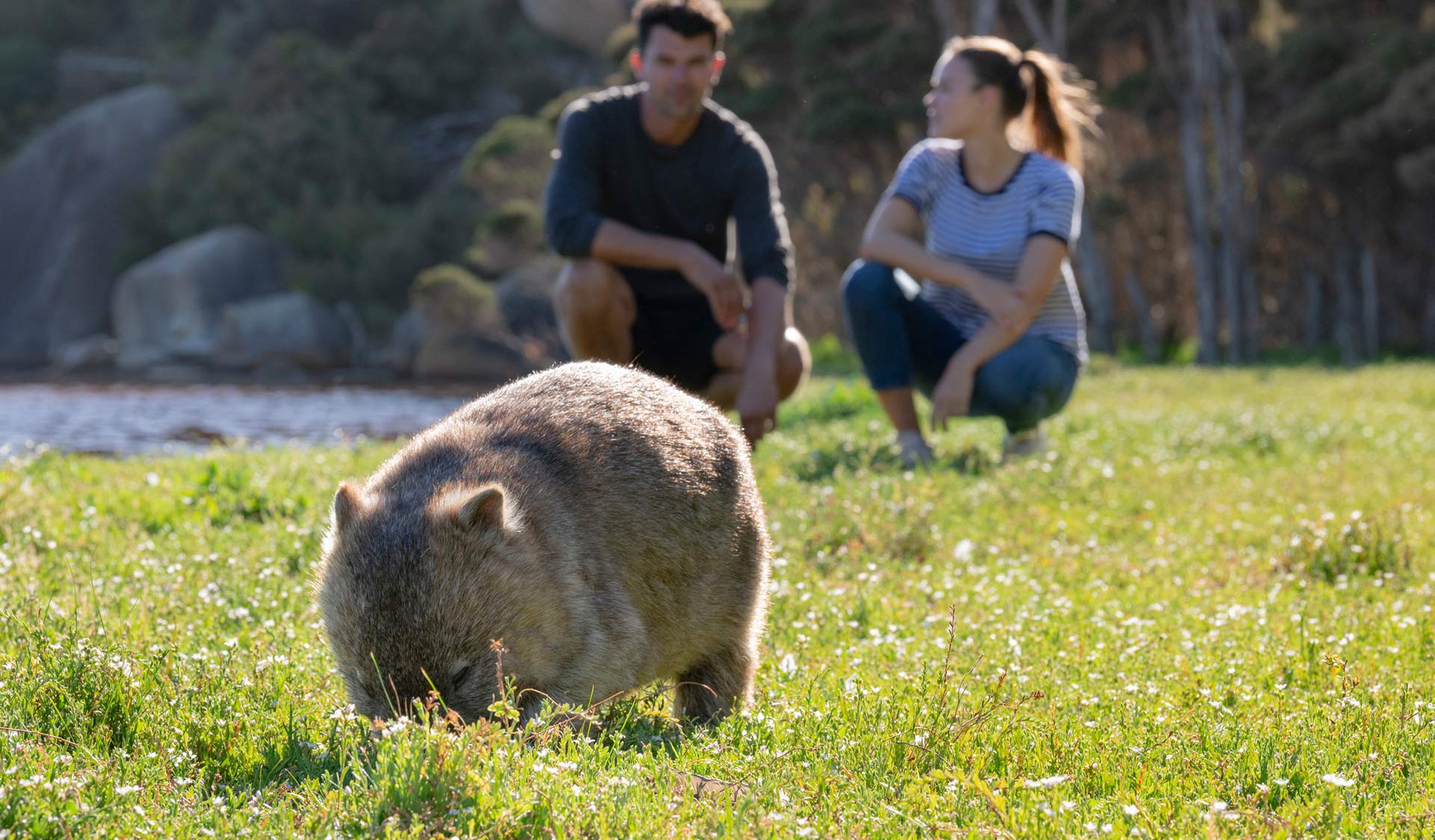 A couple looks on at a Wombat on Wilsons Promontory National Park, 