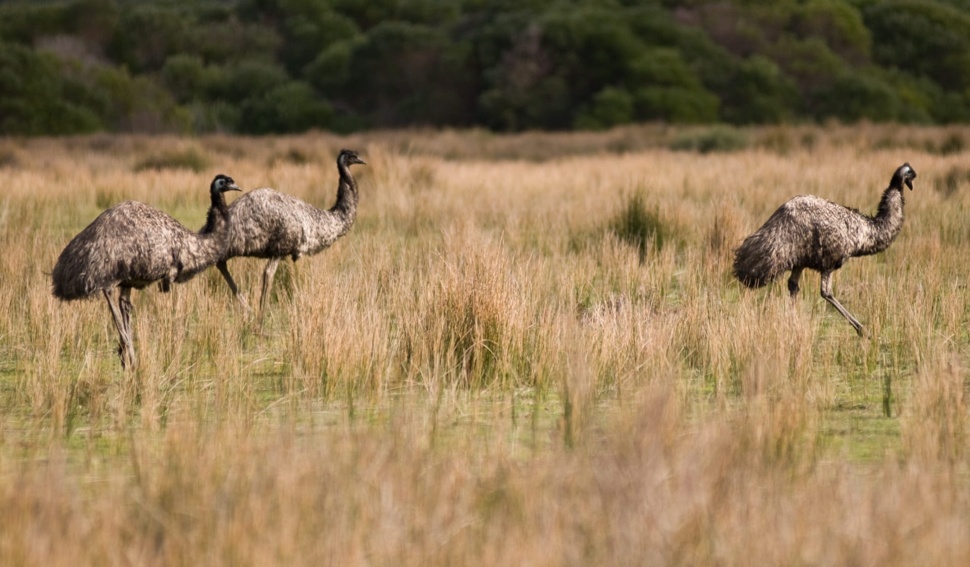 Three emus walk together in the grasslands at Wilsons Promontory National Park.