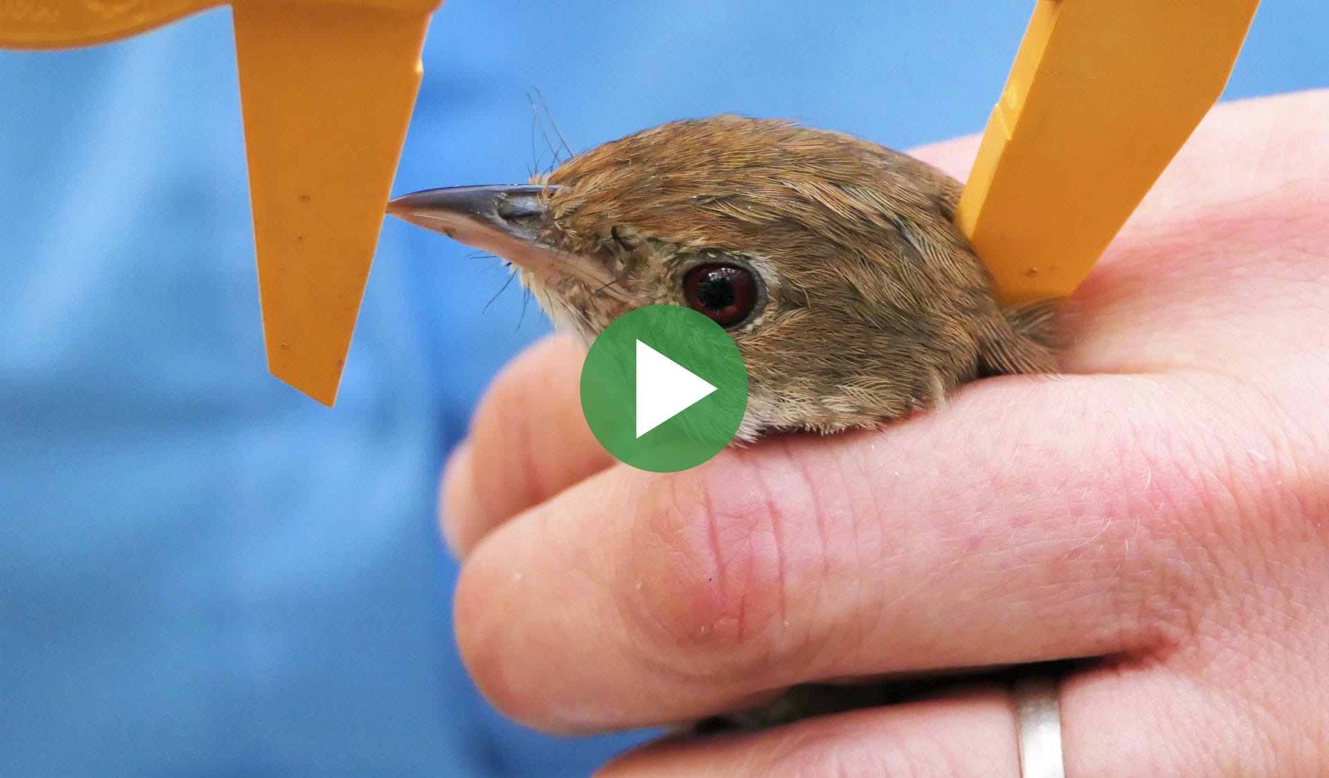 Image still from Ensuring the survival of Eastern Bristlebirds in Victoria video, with play icon overlay.