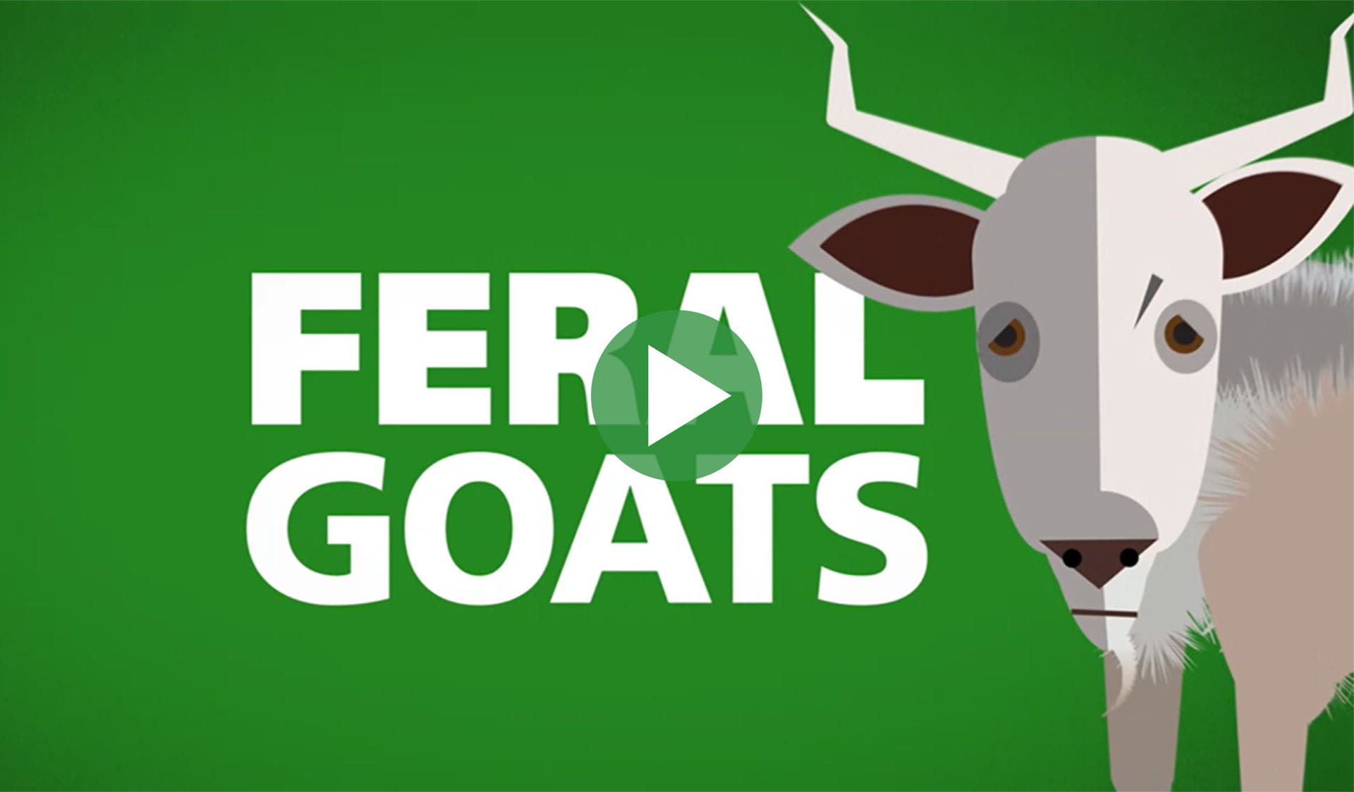 Image still from Feral goats in Victoria video, with play icon overlay.