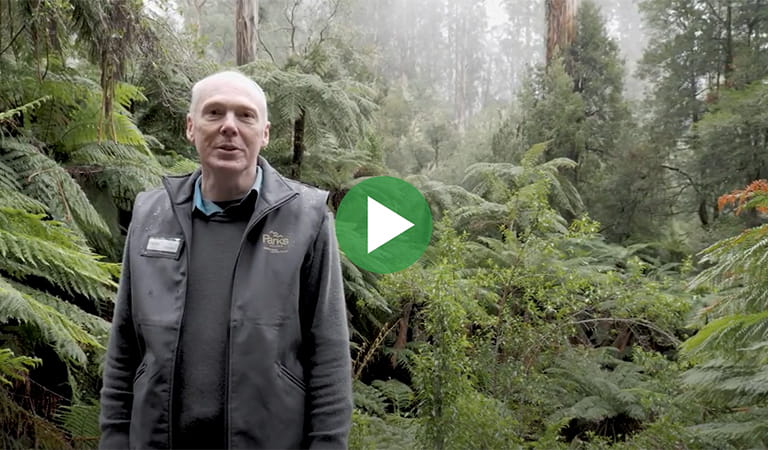 Video still of ranger standing in front of trees and ferns with play icon overlay.