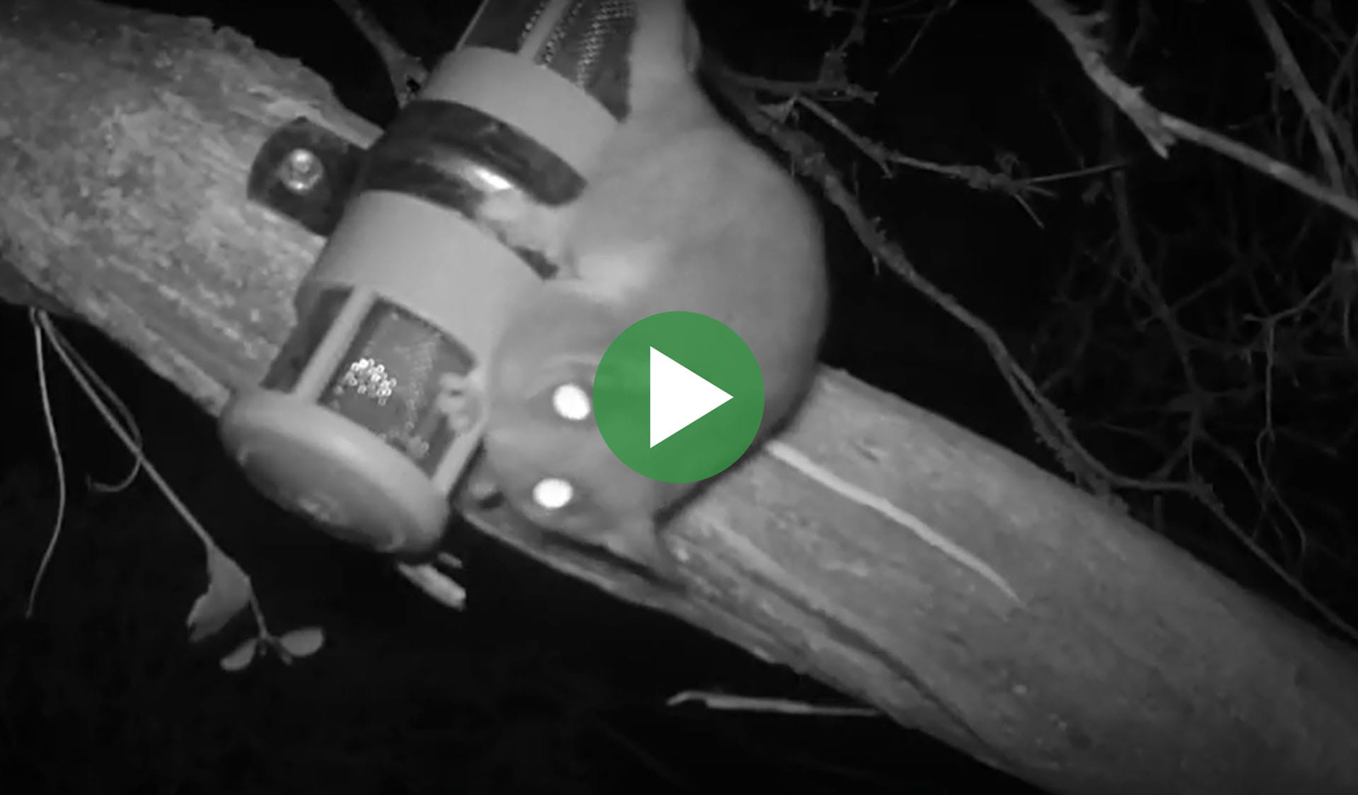 Still image from Science in Parks: Leadbeater's Possum video, with play icon overlay.