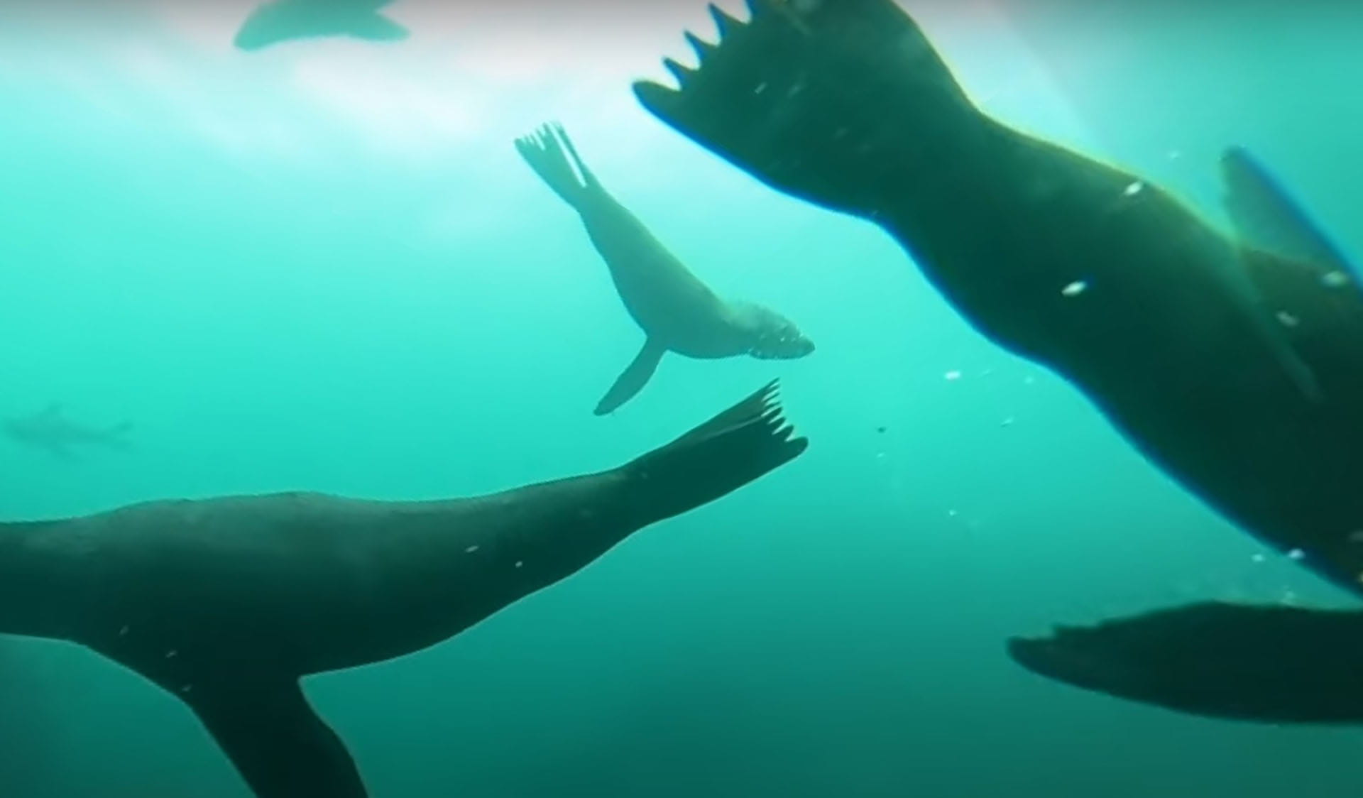 Still image from Diving with Long-nosed Fur Seals at Gabo Island 360 video part 2 video.