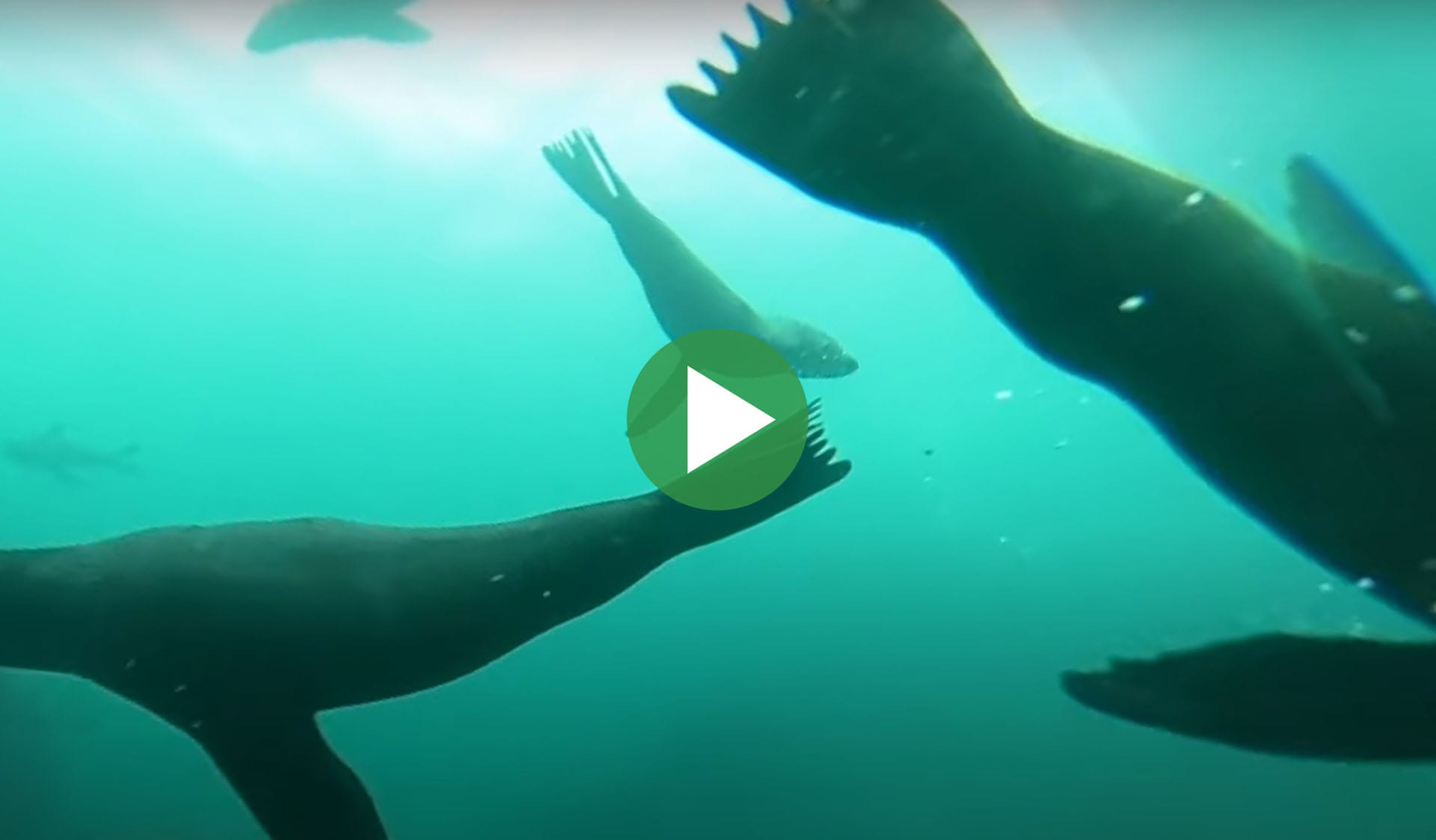 Still image of the Diving with Long-nosed Fur Seals at Gabo Island 360 video part 2 video, with play icon overlay.