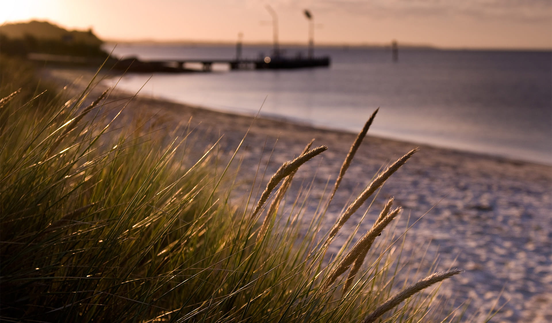 coastal plants with beach and pier in the background